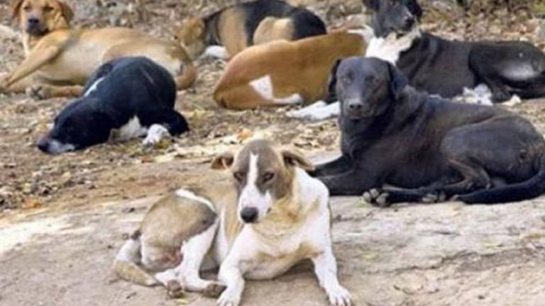 उत्तर प्रदेश के सीतापुर में कुत्तों ने एक हफ्ते में ली छह बच्चों की जान