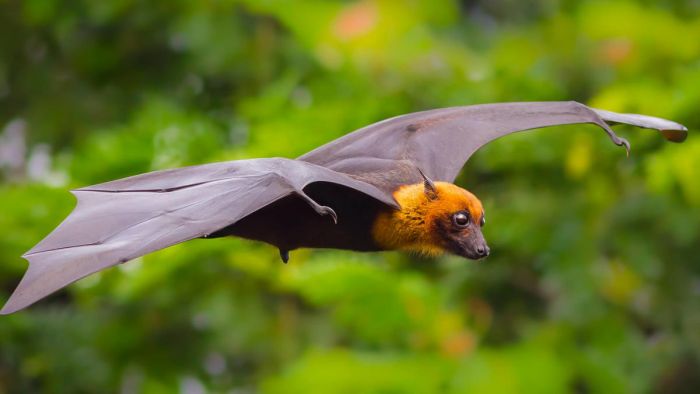 Are we ready for zoonotic diseases like Nipah?