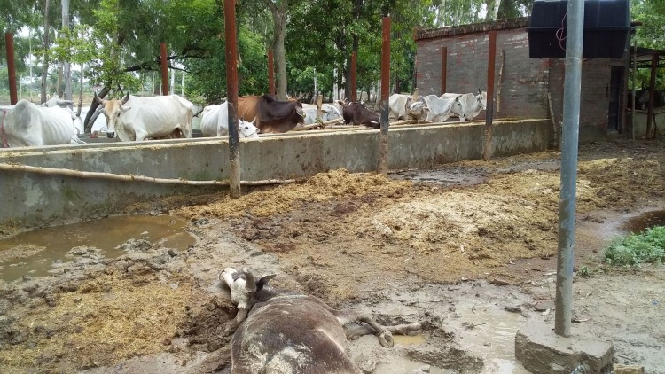 चारा खाने से सरकारी गौशाला में 22 जानवरो की मौत, कई बीमार…