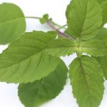 tulsi-for-toothache