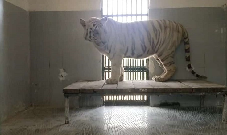 वन्यजीव प्रेमियों के लिए दुःखद खबर, सफेद बाघ चीनू की भी हुई मौत