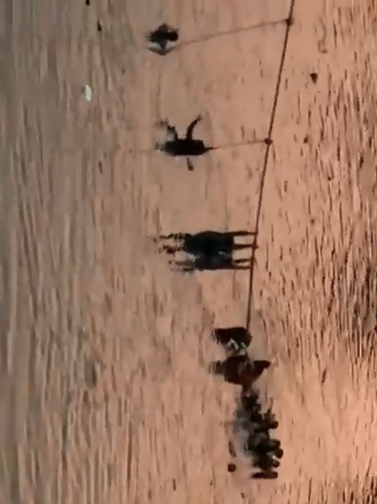 मोरबी पुल हादसा का एक और विडियो हुआ वायरल