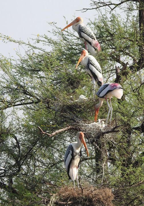 प्रदेश में सर्दी आहट के साथ ही केवलादेव राष्ट्रीय उद्यान में बढ़ने लगी पक्षियों की गतिविधियां